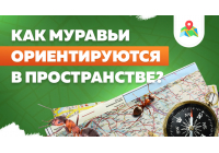 Плохо вижу, но отлично чувствую: как муравьи ориентируются в пространстве